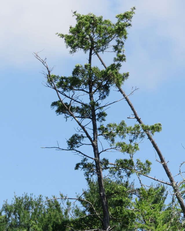 Atlantic White Cypress Chamaecyparis thyoides subsp. thyoides, Pickerel Pond, Middlesex County, Massachusetts, USA.