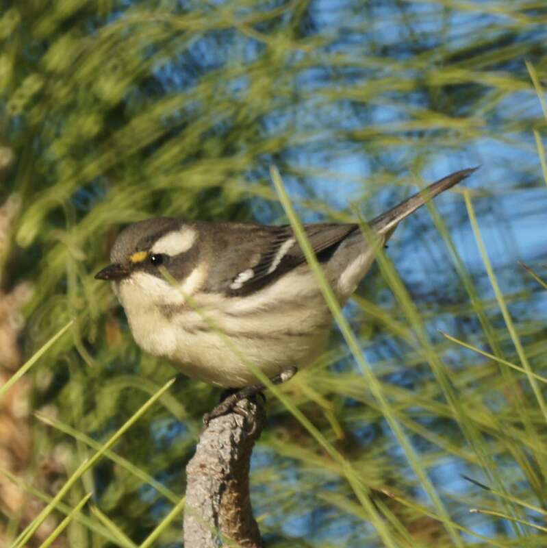 Glen Helen Regional Park,

San Bernardino, CA