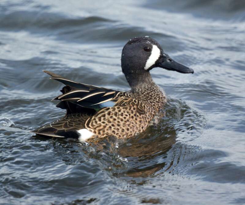 Blue-winged teal: Bolsa Chica Wetlands