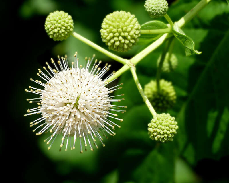 Buttonbush -- Cephalanthus occidentalis. A native to Texas.
