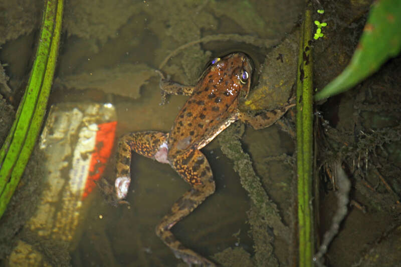California red-legged frog (Rana draytonii)