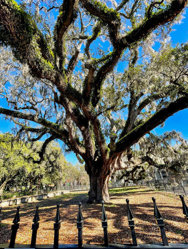 A tree that dates back to the 1700s stands at 54 feet tall with a circumference of 17 inches.