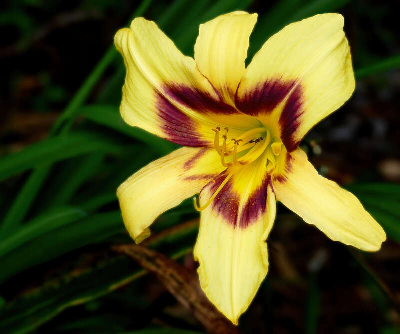 Daylily -- Hemerocallis 'Bonanza'