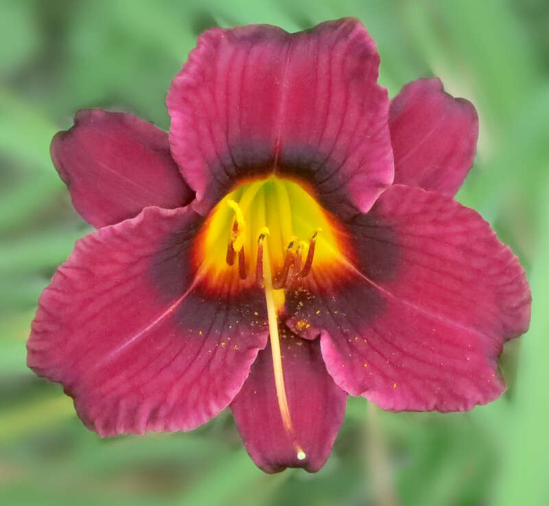 Daylily -- Hemerocallis 'Wayside King Royale'