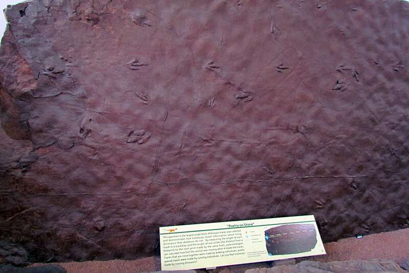 This specimen is the largest single block of dinosaur tracks ever collected and demonstrates how trackways reveal information about living dinosaurs that skeletons do not.
The St. George Dinosaur Discovery Site at Johnson Farm (St. George, Utah) is