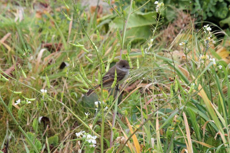 Dusky-capped Flycatcher