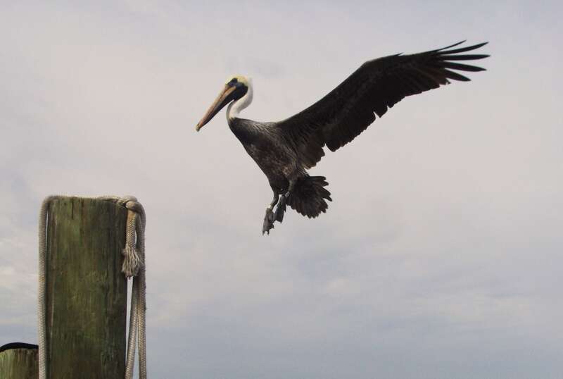 Ho Boy! I hope I wont miss the post! J'espère ne pas manquer mon atterrissage...!