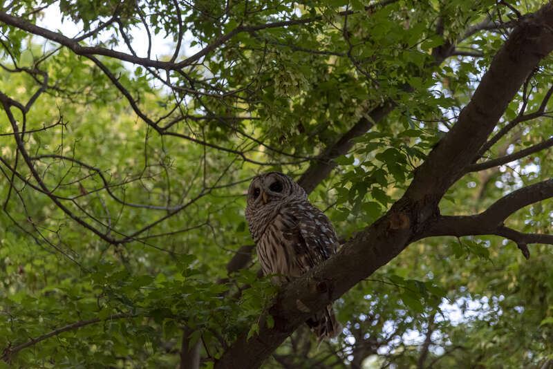 A female Barred owl (Strix varia) I found in Innis Woods Metro Park just minutes after sunset in July. The naturalist I pointed her out to, and told me she was female, told me she had 4 chicks this year.
