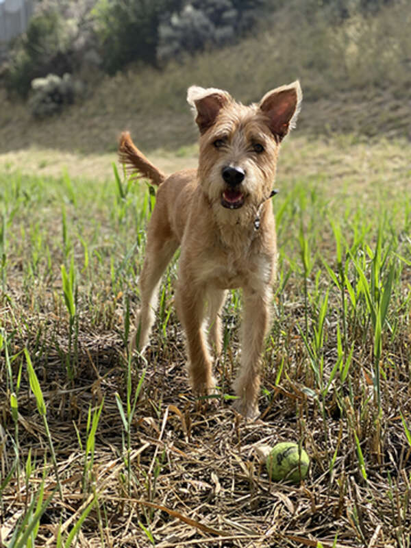 Jack, Amaleki Lawlor's dog
