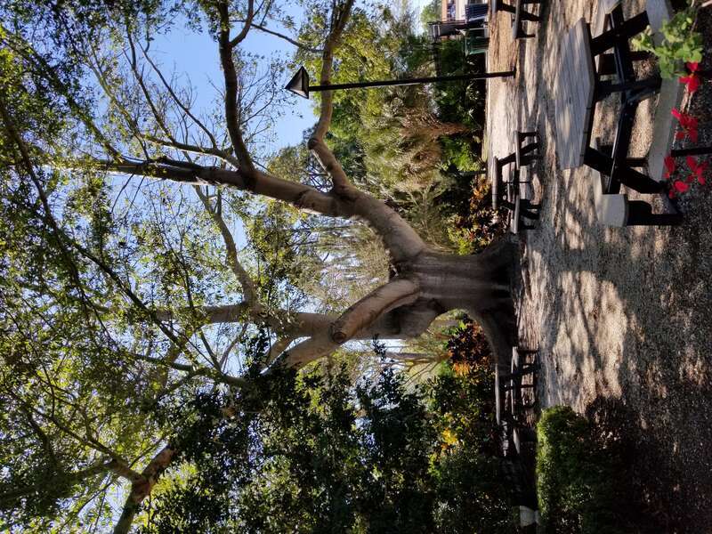 Kapok tree at Florida Botanical Gardens, Largo, FL.