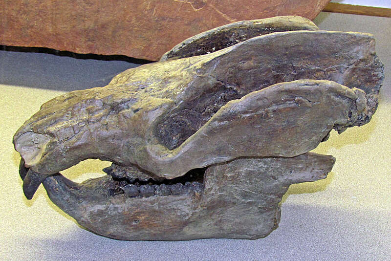 This tritylodontid cynodont is from the Early Jurassic Kayenta Formation of northeastern Arizona.
The St. George Dinosaur Discovery Site at Johnson Farm (St. George, Utah) is home to exceptionally well-preserved dinosaur tracks, some displaying skin