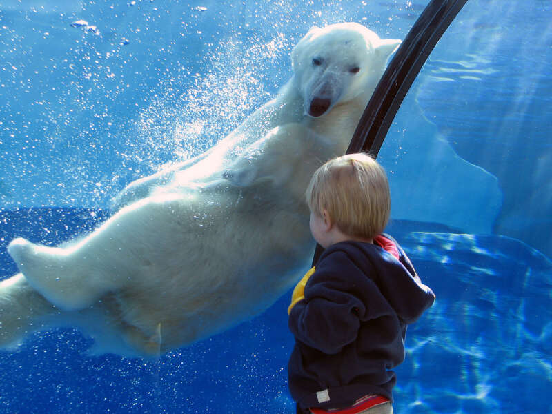 Talini, the Detroit Zoo's polar bear cub, finds someone his own age to play with.