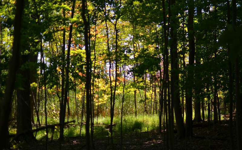 Mentor Marsh Nature Preserve