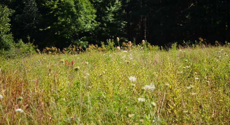 Mentor Marsh Nature Preserve