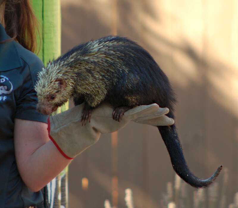 A porcupine in a performance at an amusement park in Vallejo, California.