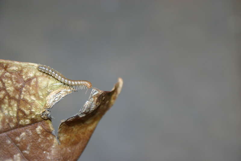 Millipede in northern California.
