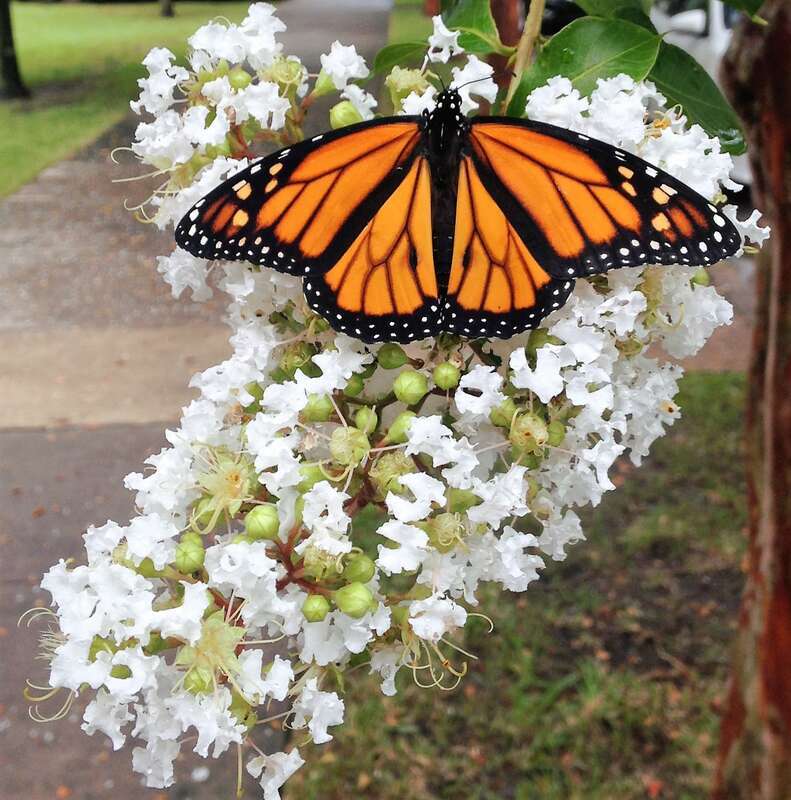 A Monarch butterfly on a white Crape myrtle bloom.