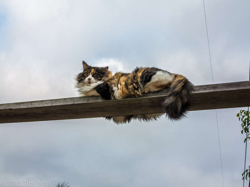 I'm not fat, this piece of wood is just narrow