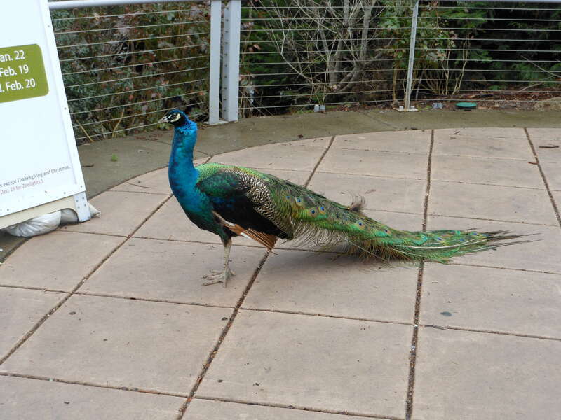 No zoom needed. I'm a camera hog.