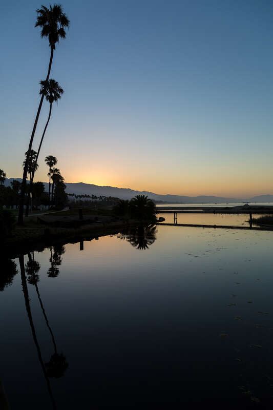 Palm Trees' reflection