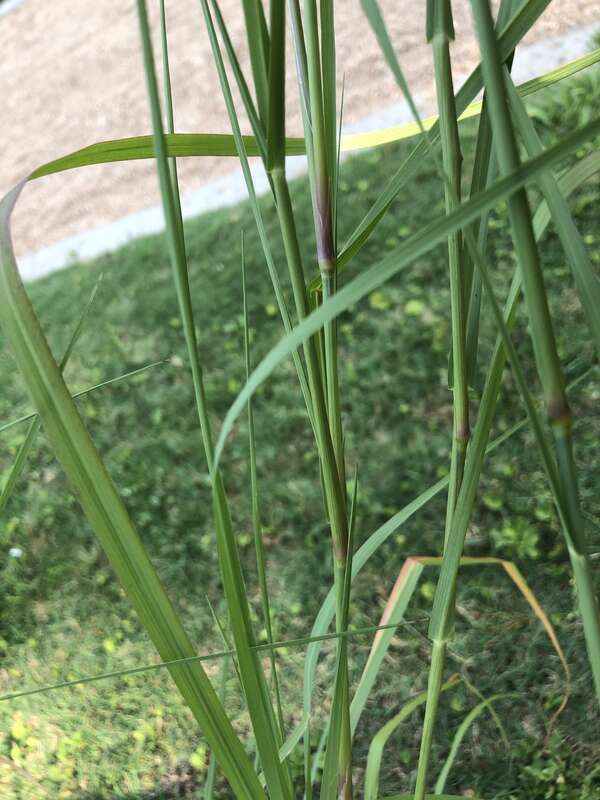 Panicum dichotomiflorum