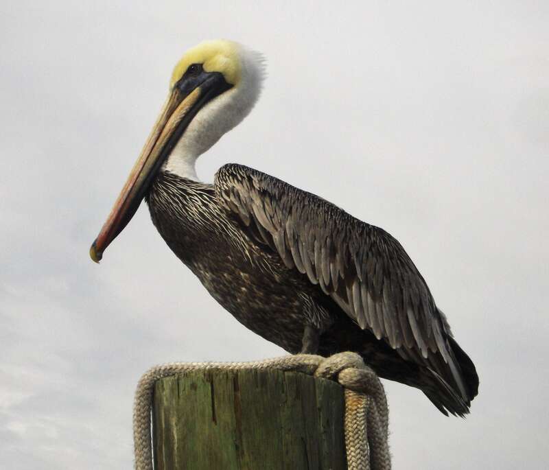 Pelican taking a rest on the post. / Il fait bon flaner sur le quai.