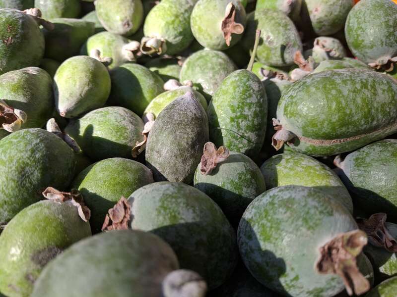 Pineapple guavas, or feijoa fruits, Acca sellowiana, for sale at a farmer's market in Campbell, California.