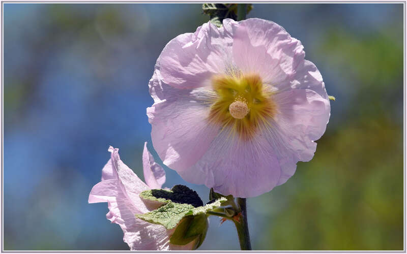 500px provided description: Taken with the new D750 and the Sigma 120-400.

LA Arboretum, Arcadia, Ca. [#spring ,#sun ,#bokeh ,#pink ,#backlit ,#hollyhock ,#Sigma 120-400]