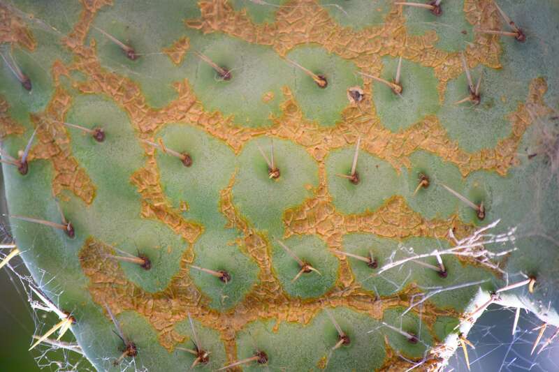 Prickly spots