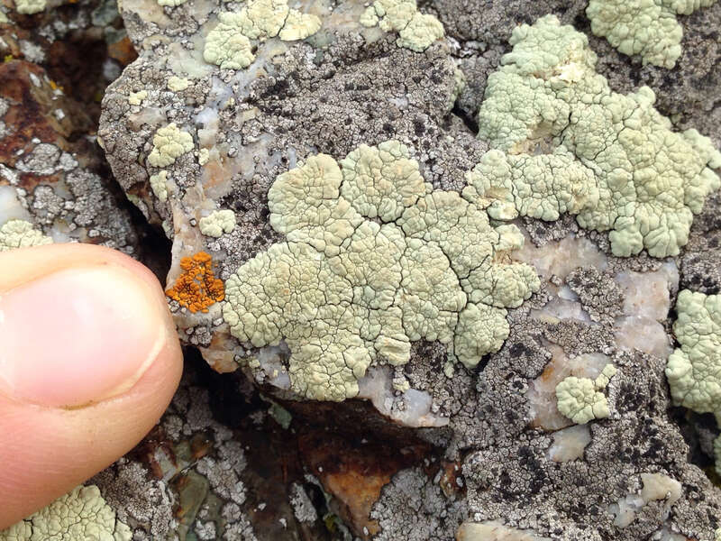 Protoparmeliopsis pinguis