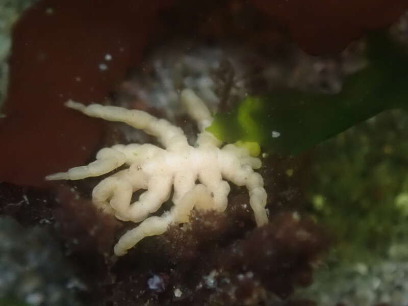 Stearns' Sea Spider (Pycnogonum stearnsi)