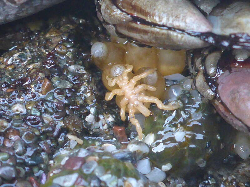 Stearns' Sea Spider (Pycnogonum stearnsi)
