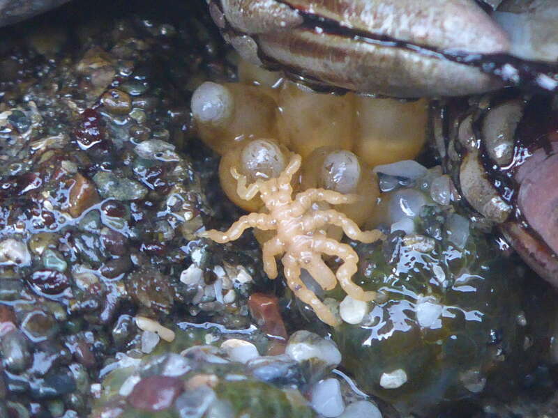 Stearns' Sea Spider (Pycnogonum stearnsi)