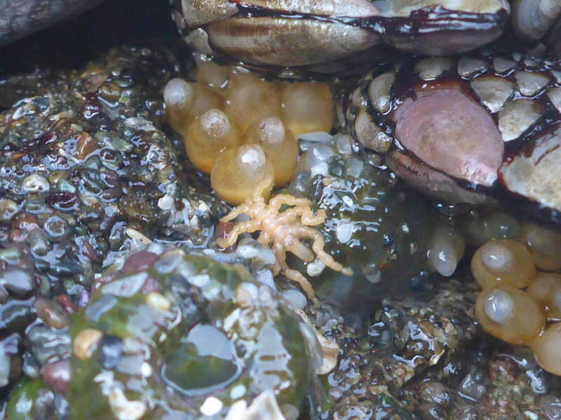 Stearns' Sea Spider (Pycnogonum stearnsi)
