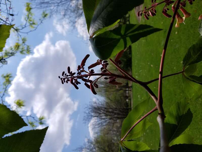 Chadwick Arboretum and Learning Gardens
Arboretum North
The Ohio State University

Columbus, Ohio