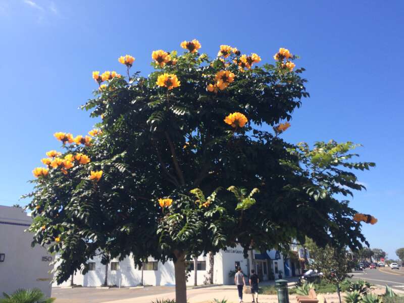 California, USA - September 2016

San Diego in September 2016