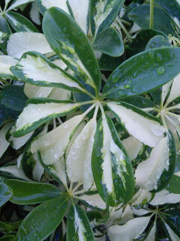 variegated leaves of Schefflera arboricola 'Trinette'