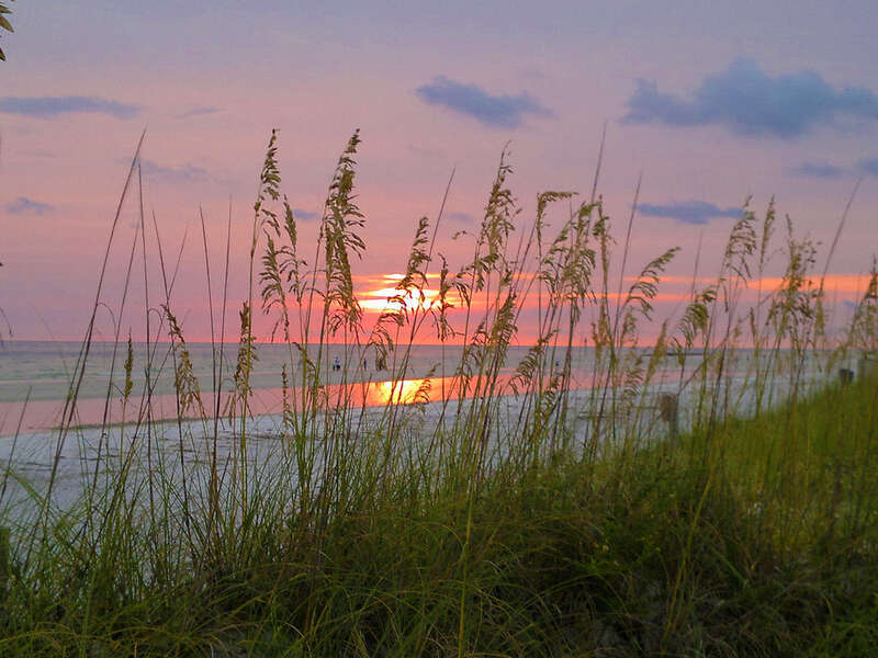 Sea Oats on Honeymoon Island