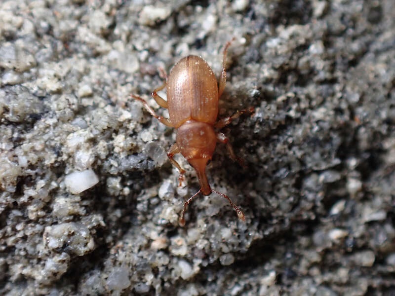 Thalasselephas testaceus