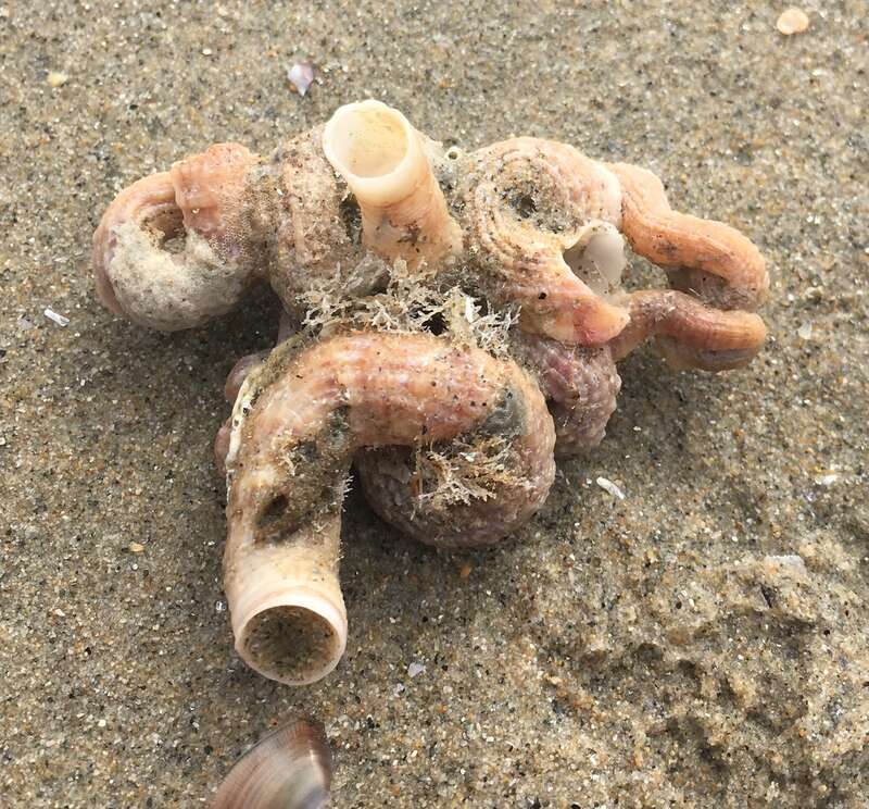 Scaled Worm Snail (Thylacodes squamigerus)