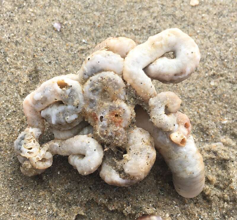 Scaled Worm Snail (Thylacodes squamigerus)