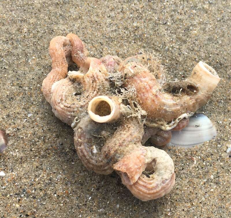 Scaled Worm Snail (Thylacodes squamigerus)