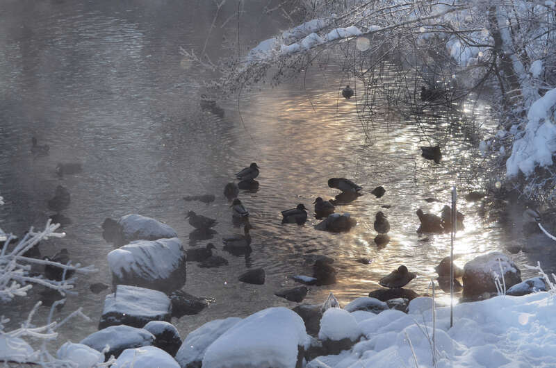 Ducks in the Trail Spring Duck Pond in Madisom, Wisconsin on a cold and frosty morning in late December