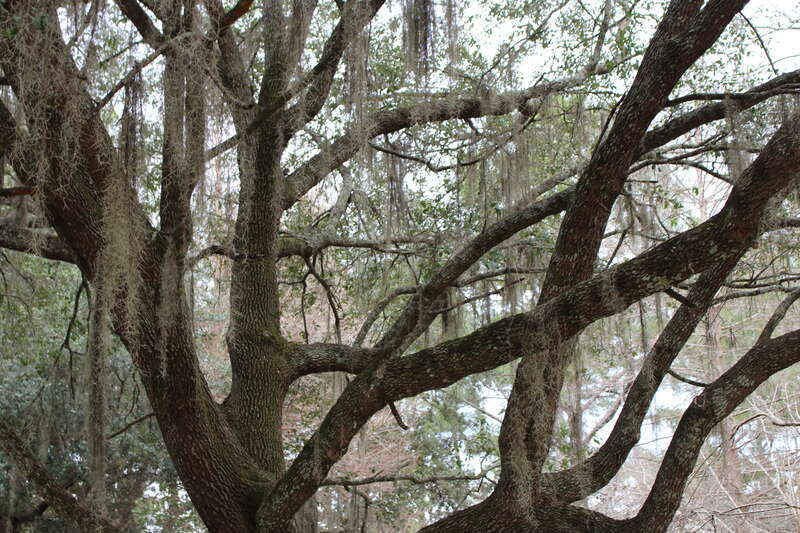 Tree with Spanish Moss, Drexel Park, Valdosta, Lowndes County, Georgia