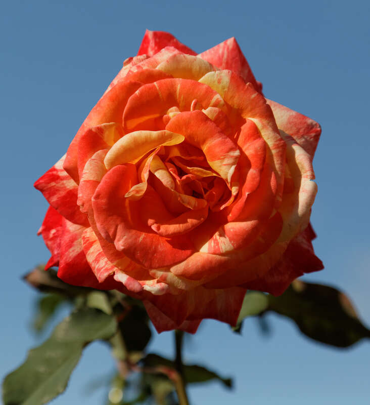 hybrid tea rose, introduced 1995 ('Louise Gardner' x 'Auckland Metro' x 'Stars'n Stripes')