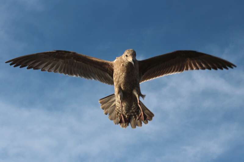 Santa Barbara Pier

California