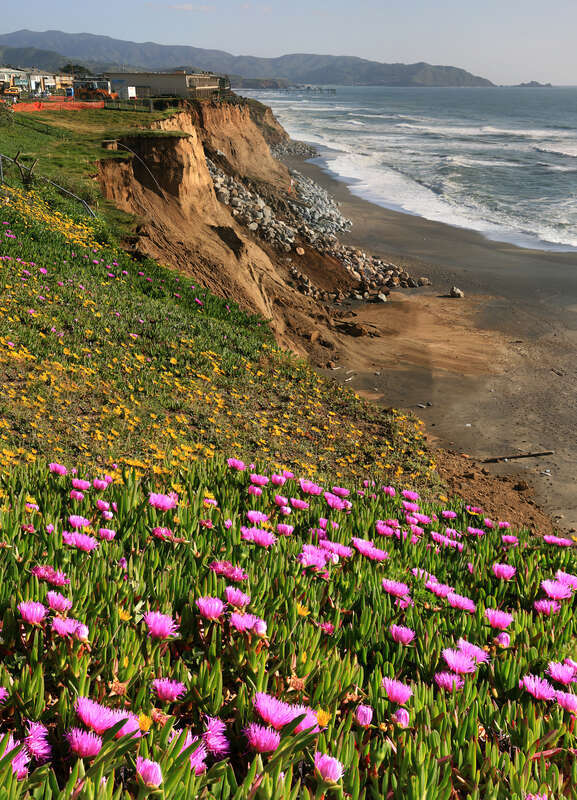 Wild flowers and w:erosion in Pacifica