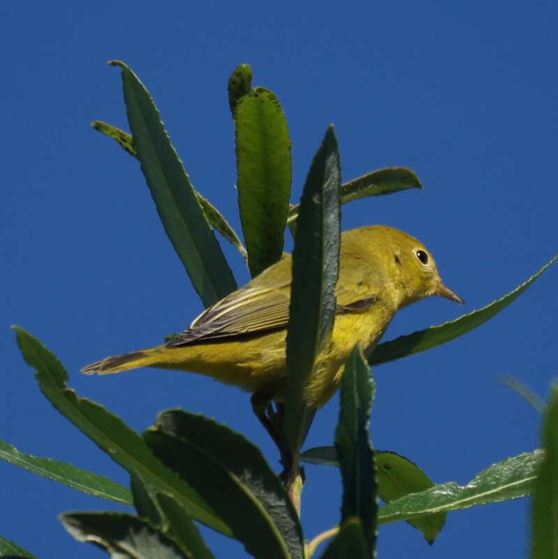 Glen Helen Regional Park,

San Bernardino, CA