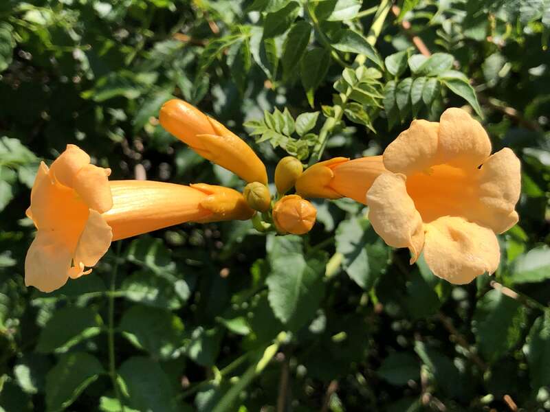 Orange trumpet creeper flowers along Passaic County Route 601 (Main Avenue) in Passaic, Passaic County, New Jersey