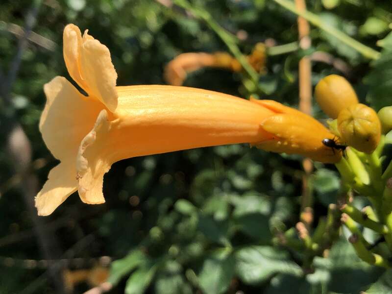 Orange trumpet creeper flower along Passaic County Route 601 (Main Avenue) in Passaic, Passaic County, New Jersey